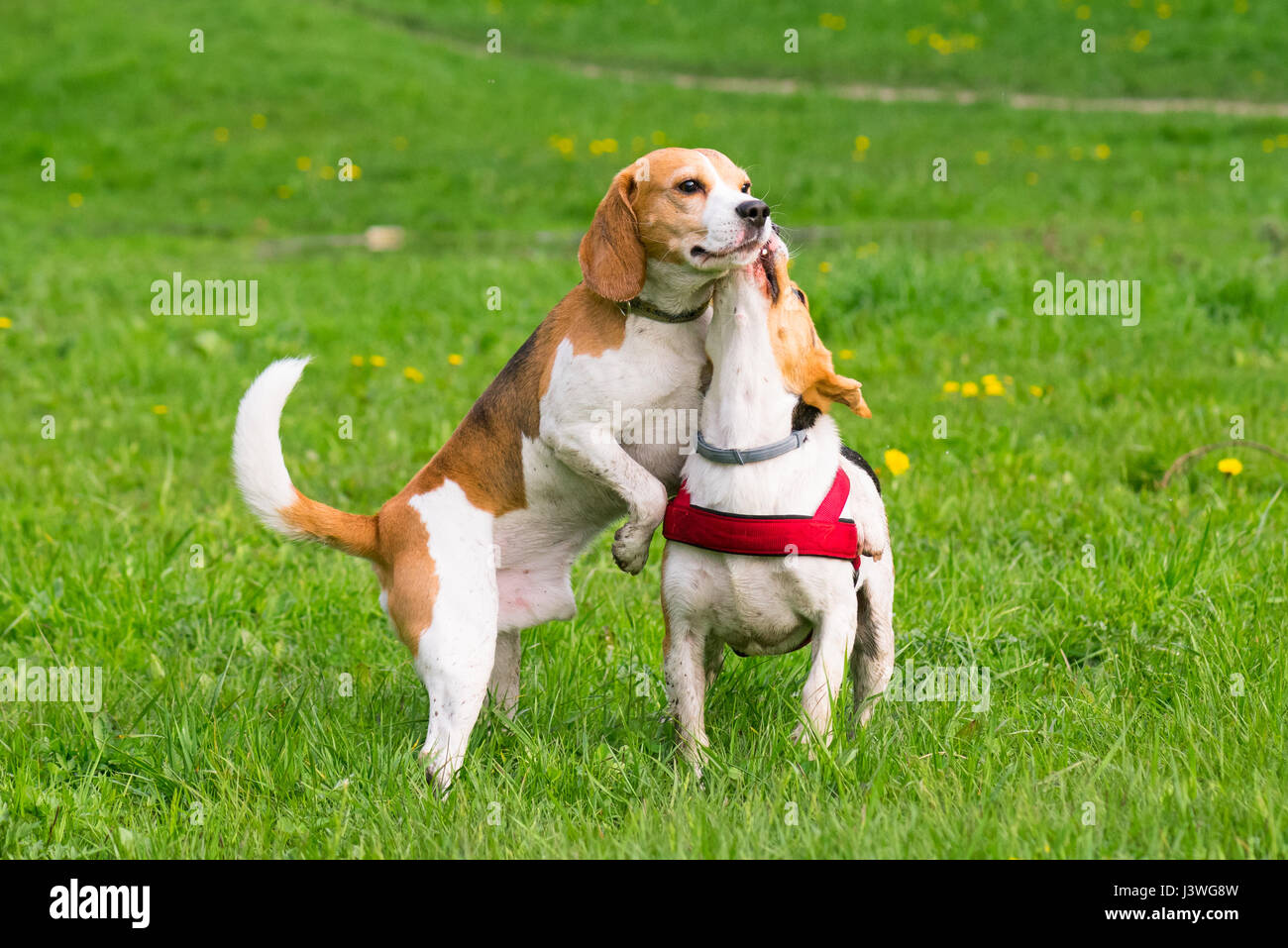Dogs playing at park Stock Photo Alamy