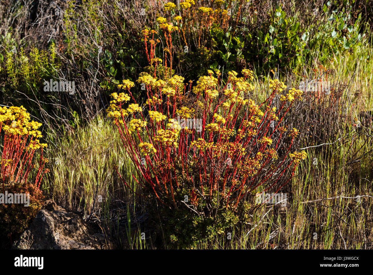 Aeonium spathulatum (bejequillo canario, houseleek, stonecrop), a Canarian endemic, flowering in springtime at Chinyero, Tenerife, Canary Islands Stock Photo