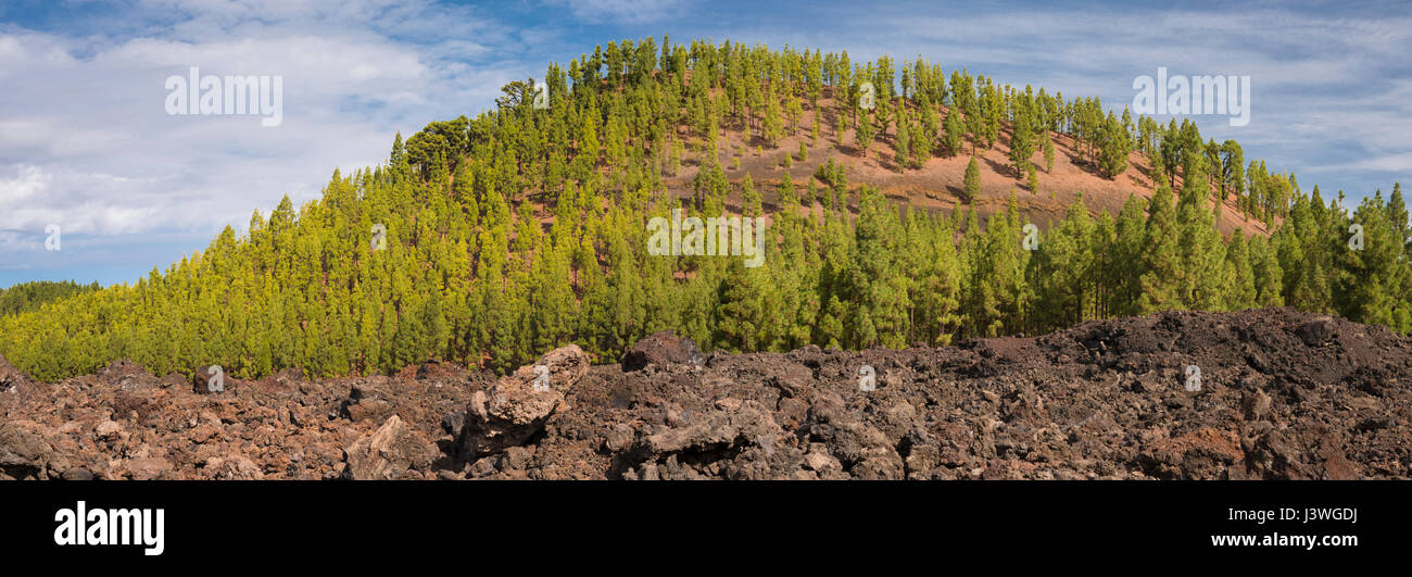 Montana de Estrecho, a volcanic cone in western Tenerife, colonised by pine trees, photographed from the 1909 Chinyero aa lava flow Stock Photo