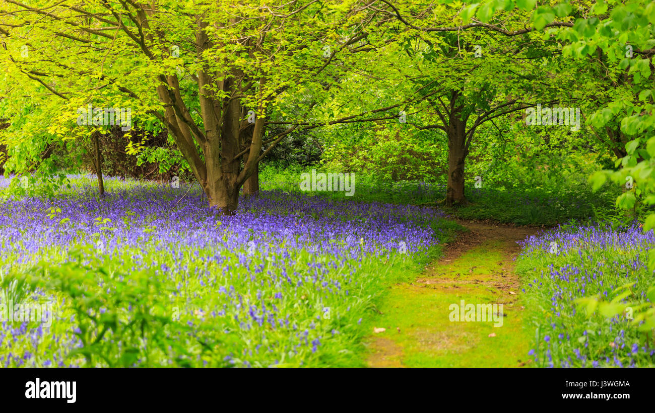 Bluebells in woodland, England, UK Stock Photo