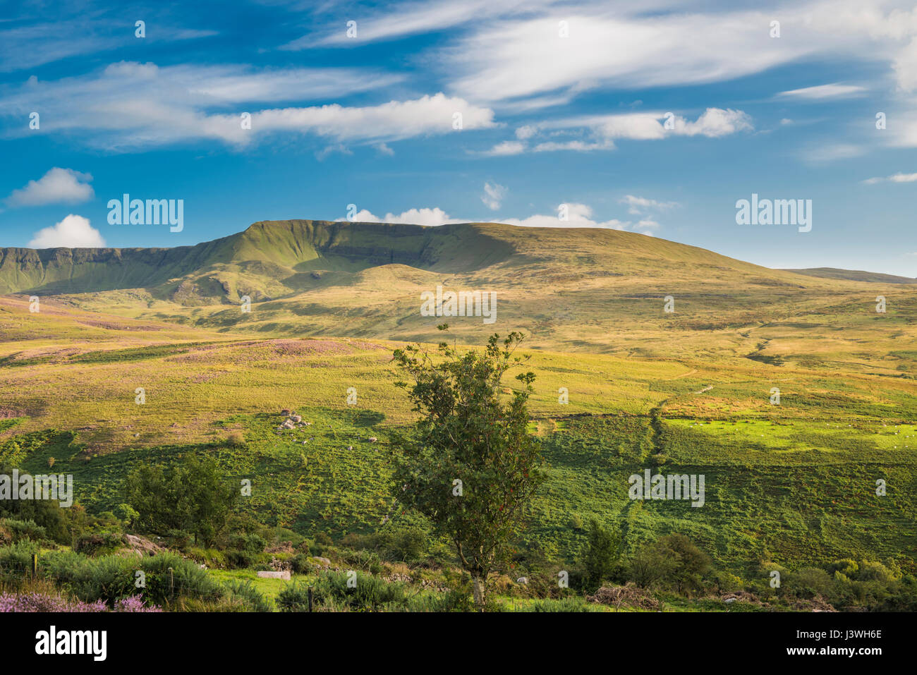 The Nire Valley, Comeragh Mountains, County Waterford, Ireland, on a sunny evening in late August with purple heather in bloom Stock Photo