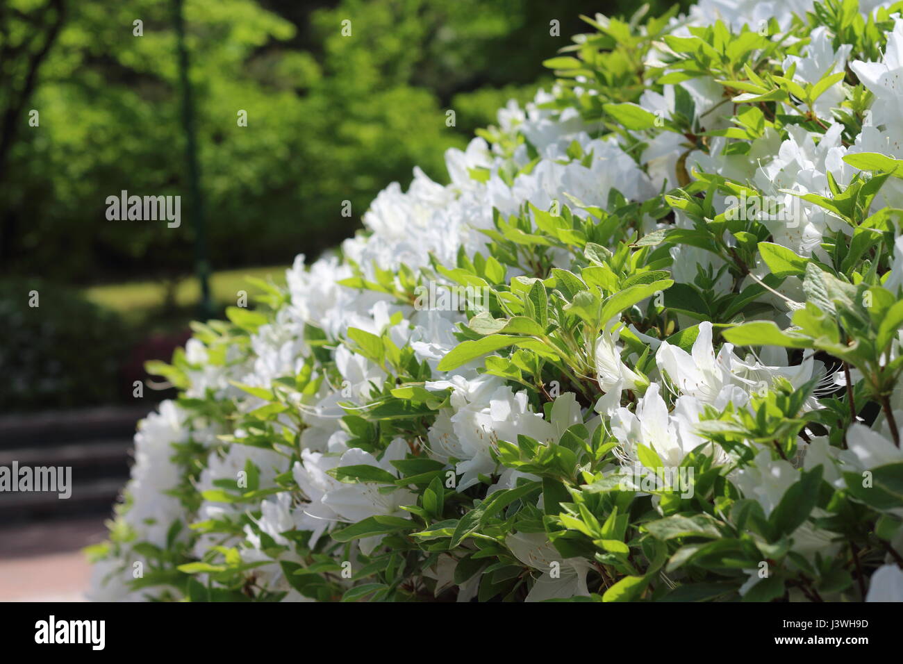 Beautiful summer flowers hi-res stock photography and images - Alamy