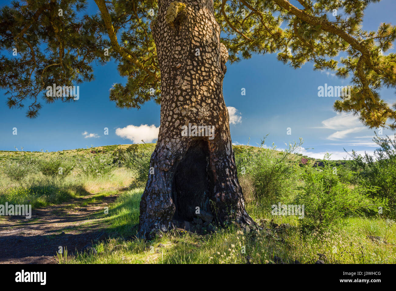 Large hollow Canarian pine tree (Pinus canariensis) which has been badly burnt and recovered near San Jose de los Llanos, Tenerife, Canary Islands Stock Photo