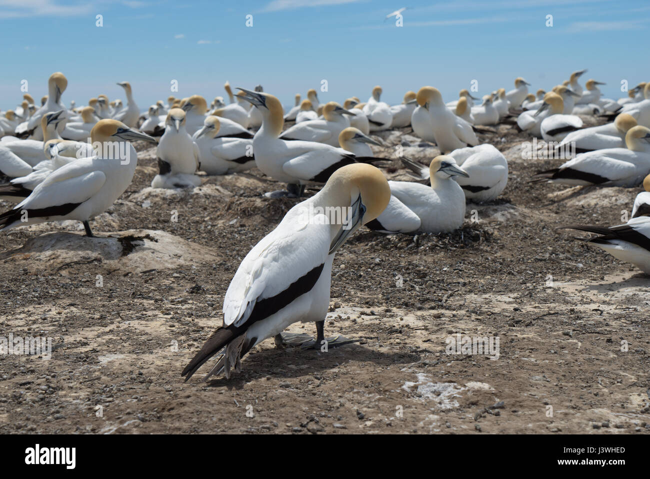 Gannetts colony during breeding season at Cape Kidnappers, Hawke's Bay, New Zealand. Stock Photo