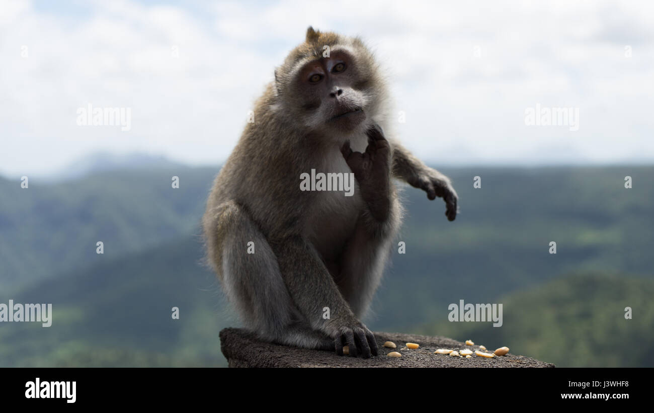 Monkey scratching chin at Black River Gorges National Park in Mauritius. Stock Photo