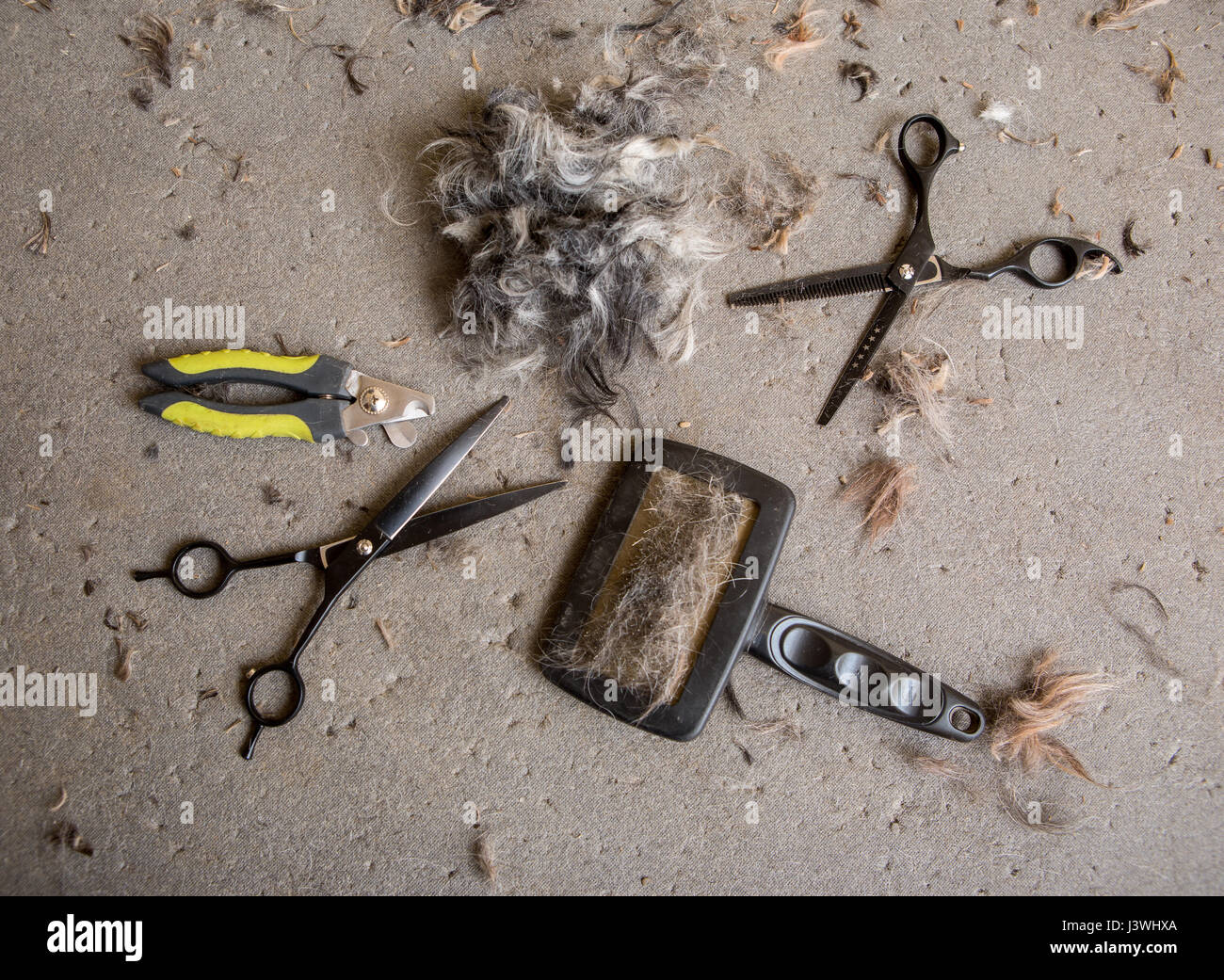 View of hands trimming claws of dog with clipper Stock Photo - Alamy