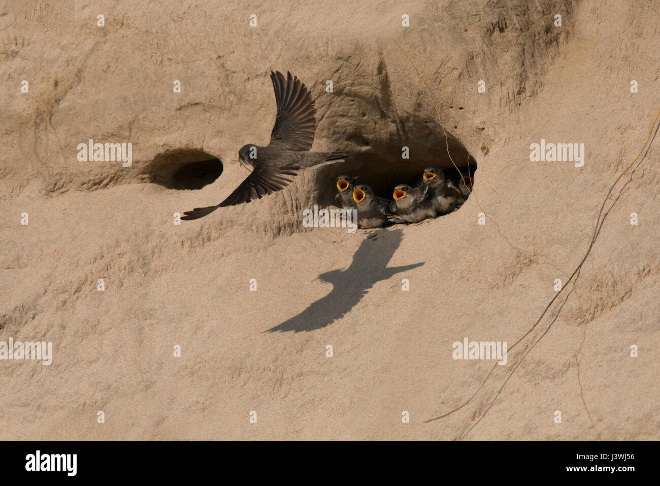 Bank Swallow chicks in sand dune nest call as adult flies in with food, reflected in shadow on sand Stock Photo