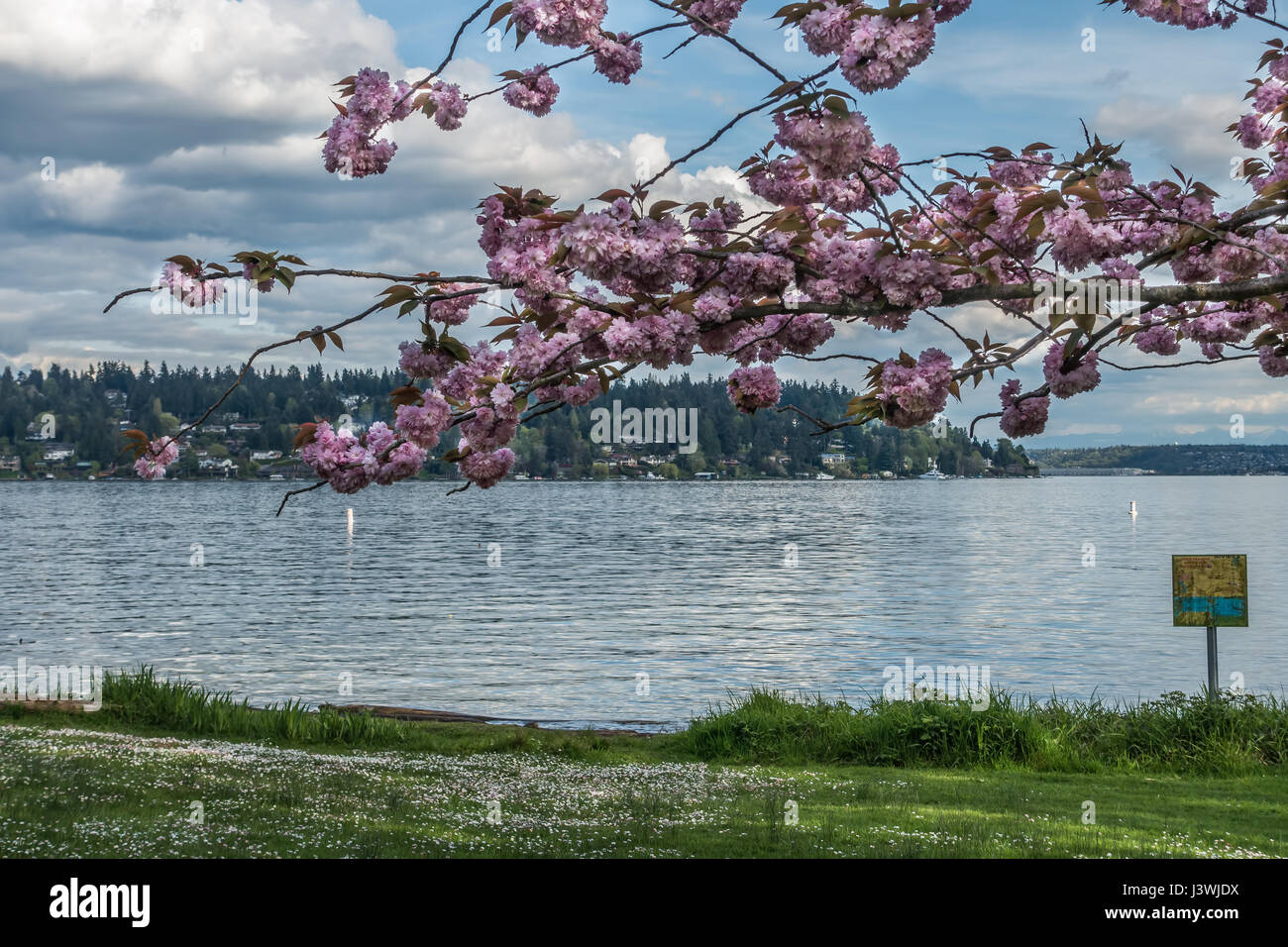 Flowers bloom on a Cherry tree branch at Seward Park in Seattle