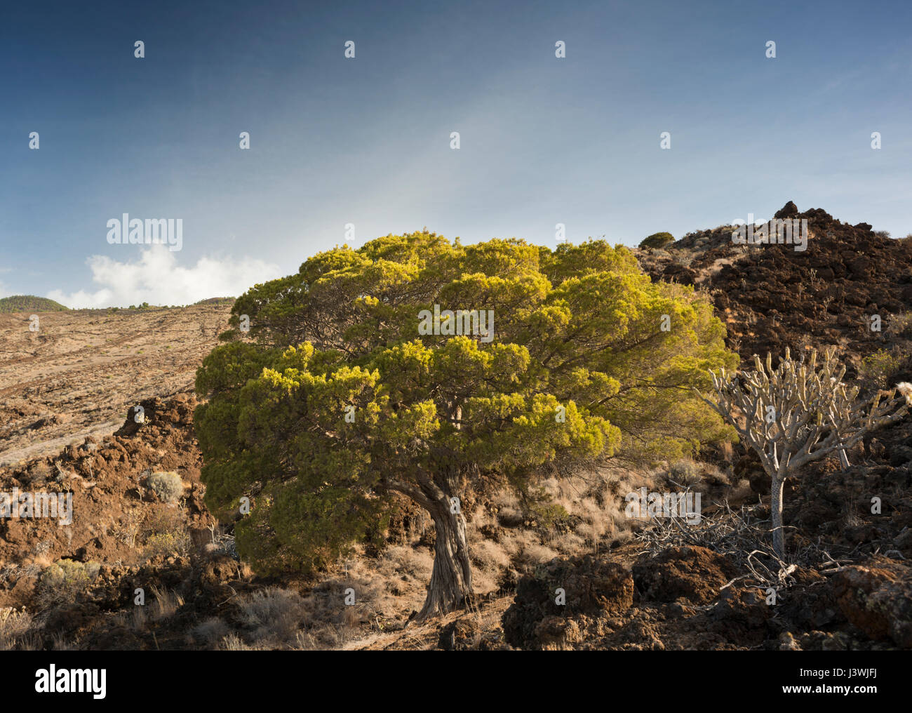 Ancient juniper tree, Juniperus canariensis, growing on malpais of young lava flows near Tacoron, on the south coast of El Hierro, Canary Islands Stock Photo
