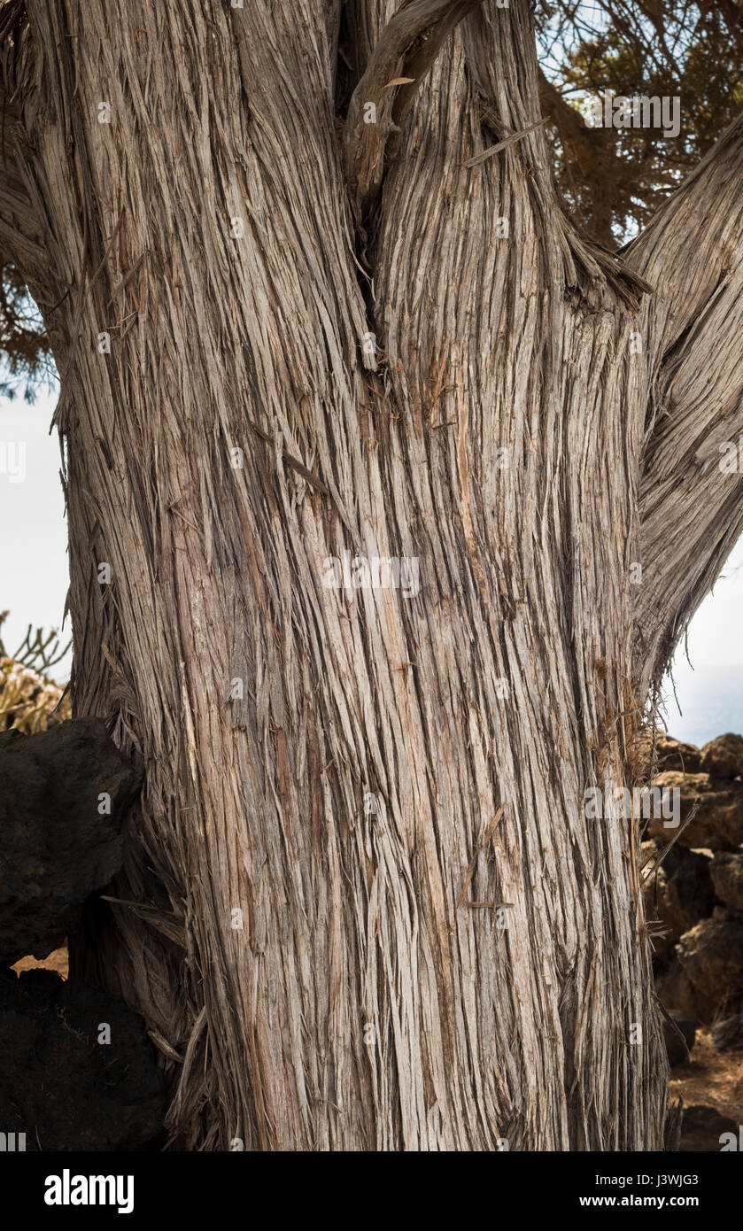 Detail of bark and trunk of ancient juniper tree (Juniperus turbinata) near Tacoron, on the southern coast of El Hierro, Canary Islands, Spain Stock Photo