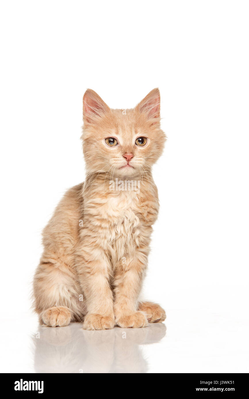 The cat on white background Stock Photo - Alamy