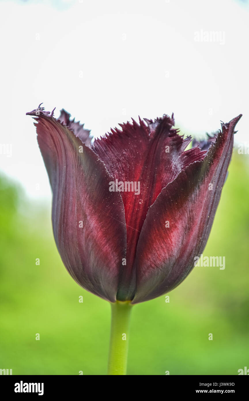 Amazing fringed black tulip closeup, Triumph Tulip or Queen of the Night Stock Photo