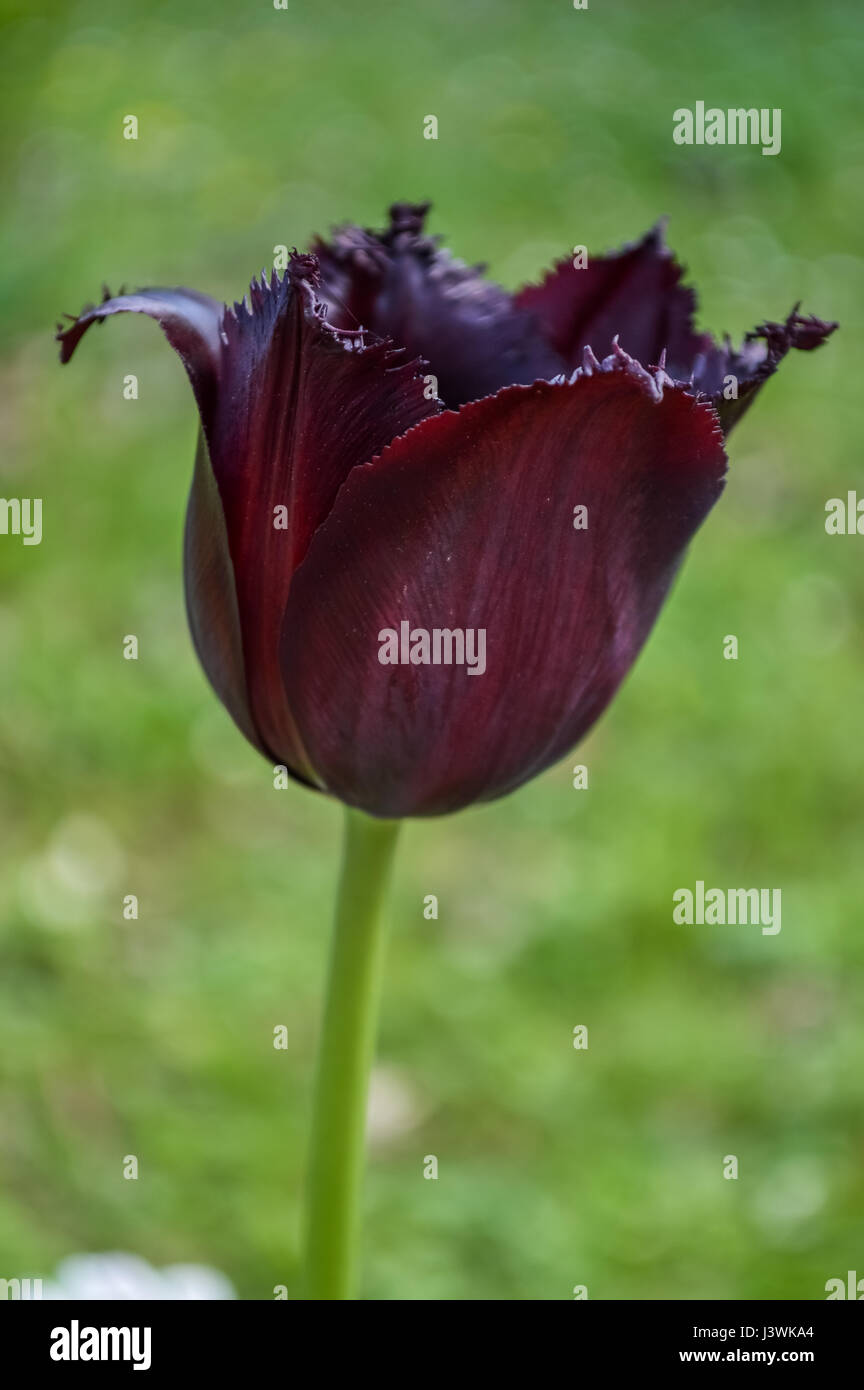 Amazing fringed black tulip closeup, Triumph Tulip or Queen of the Night Stock Photo