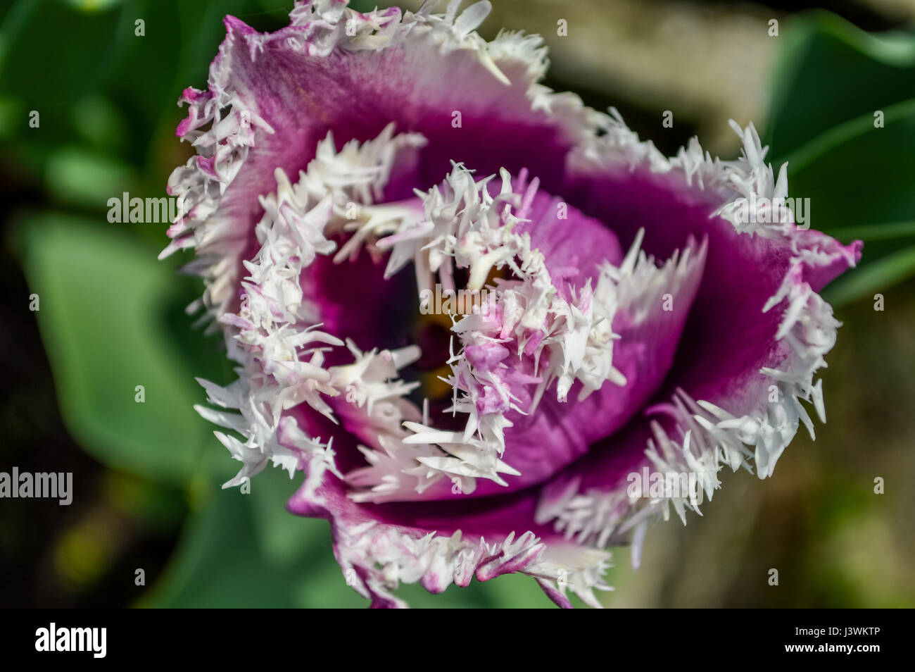 Amazing fringed purple tulip with white edges petals top view closeup