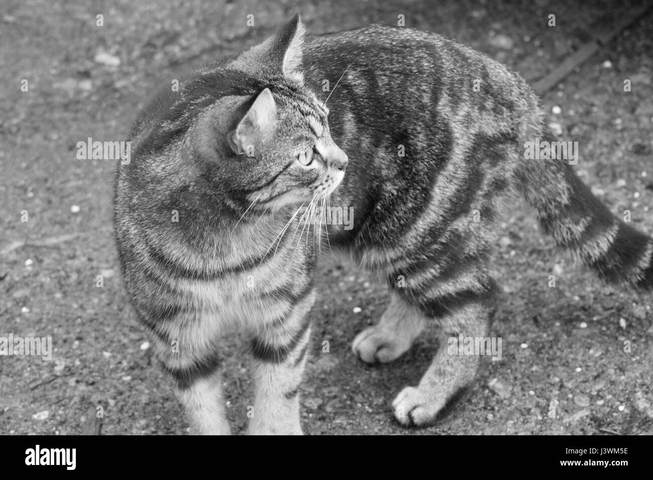 Close up of a female tabby cat outside standing in black and white Stock Photo