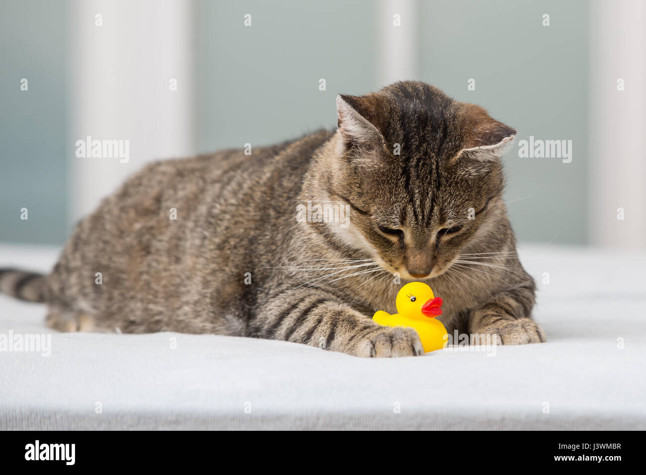Funny cat in bed Stock Photo Alamy