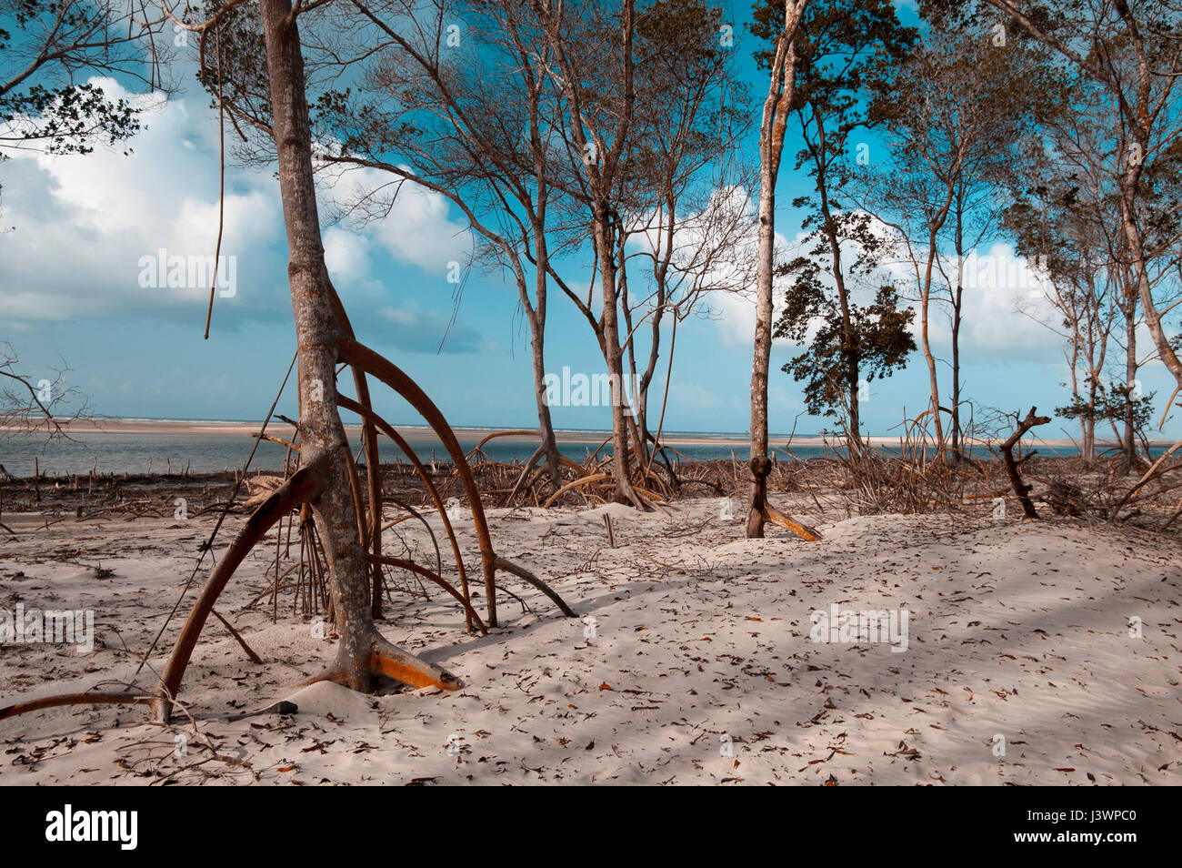 Mangroves on the beach of Boipeba Stock Photo