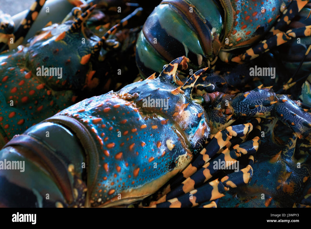 Panulirus ornatus known also as tropical rock lobster, or ornate spiny