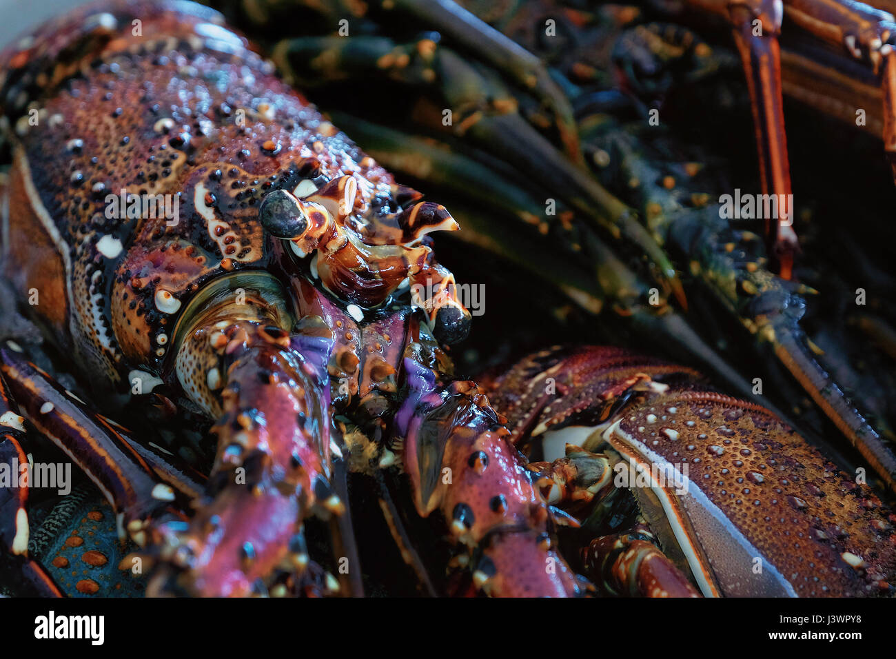 Panulirus ornatus known also as tropical rock lobster, or ornate spiny