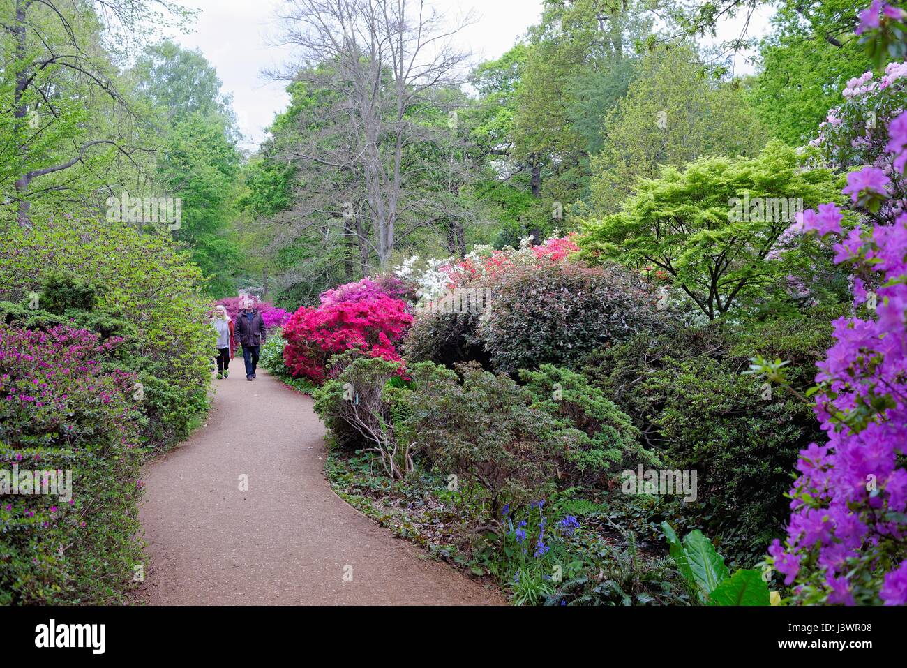 The Isabella Plantation in Richmond Park London UK Stock Photo Alamy