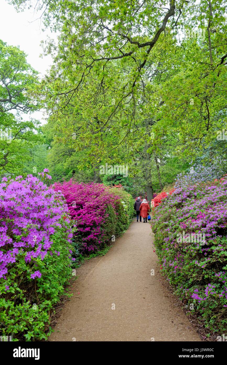 The Isabella Plantation in Richmond Park London UK Stock Photo Alamy