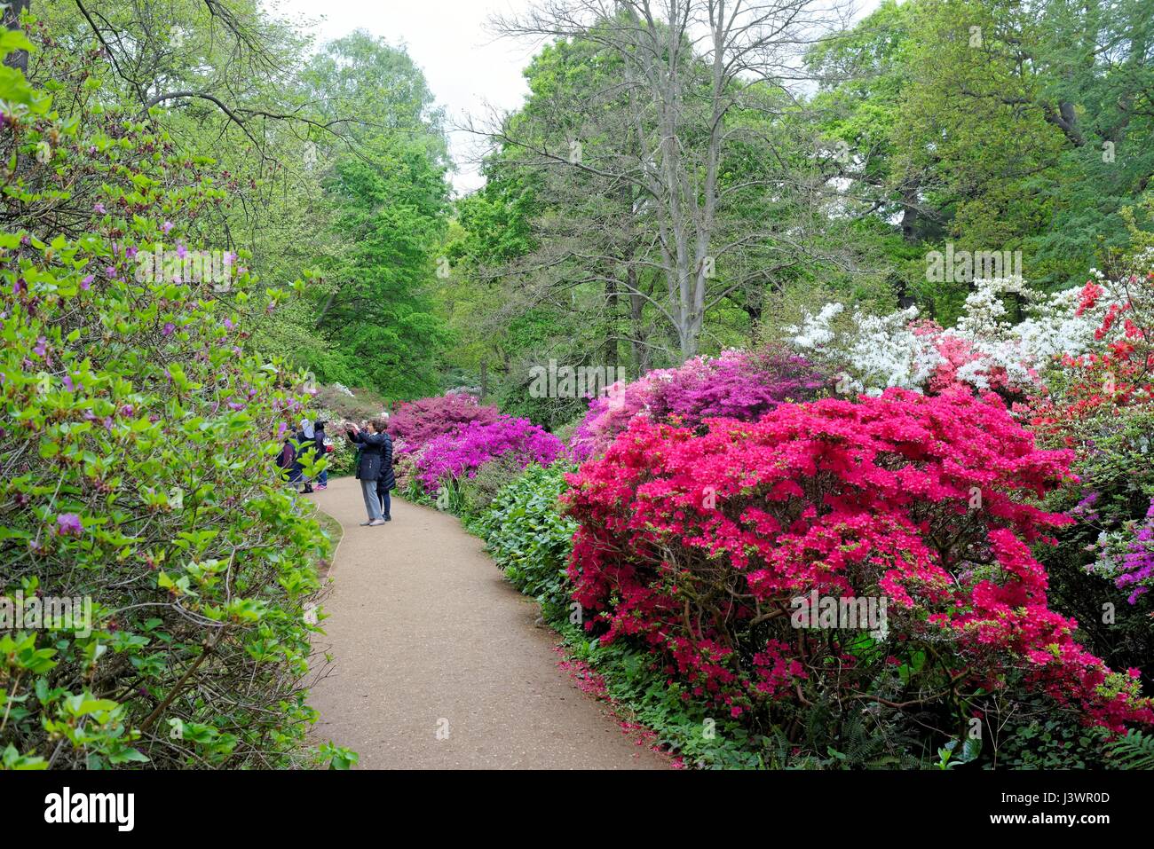 The Isabella Plantation in Richmond Park London UK Stock Photo Alamy