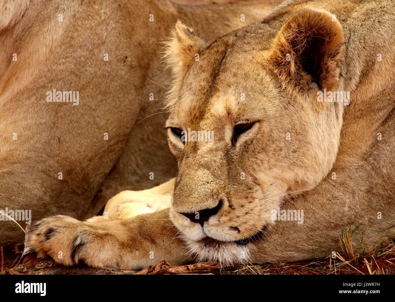 Female lion laying down falling asleep Stock Photo