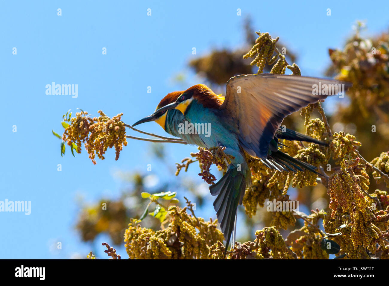 European bee-eater (Merops apiaster) Stock Photo