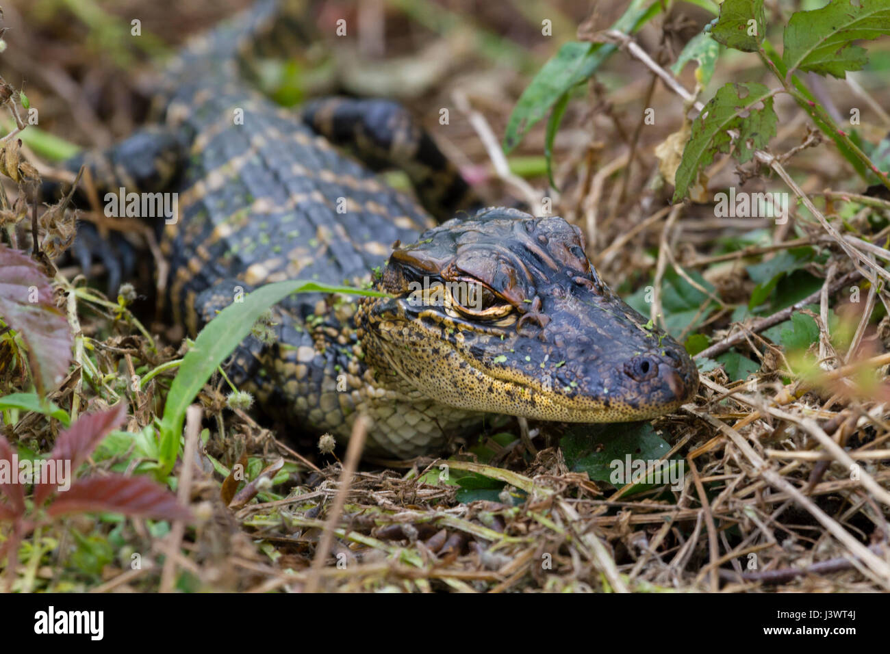 Baby american alligator at Brazos Bend State Park Stock Photo