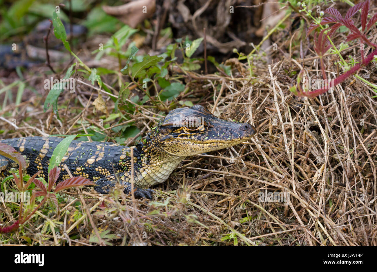 Baby american alligator at Brazos Bend State Park Stock Photo