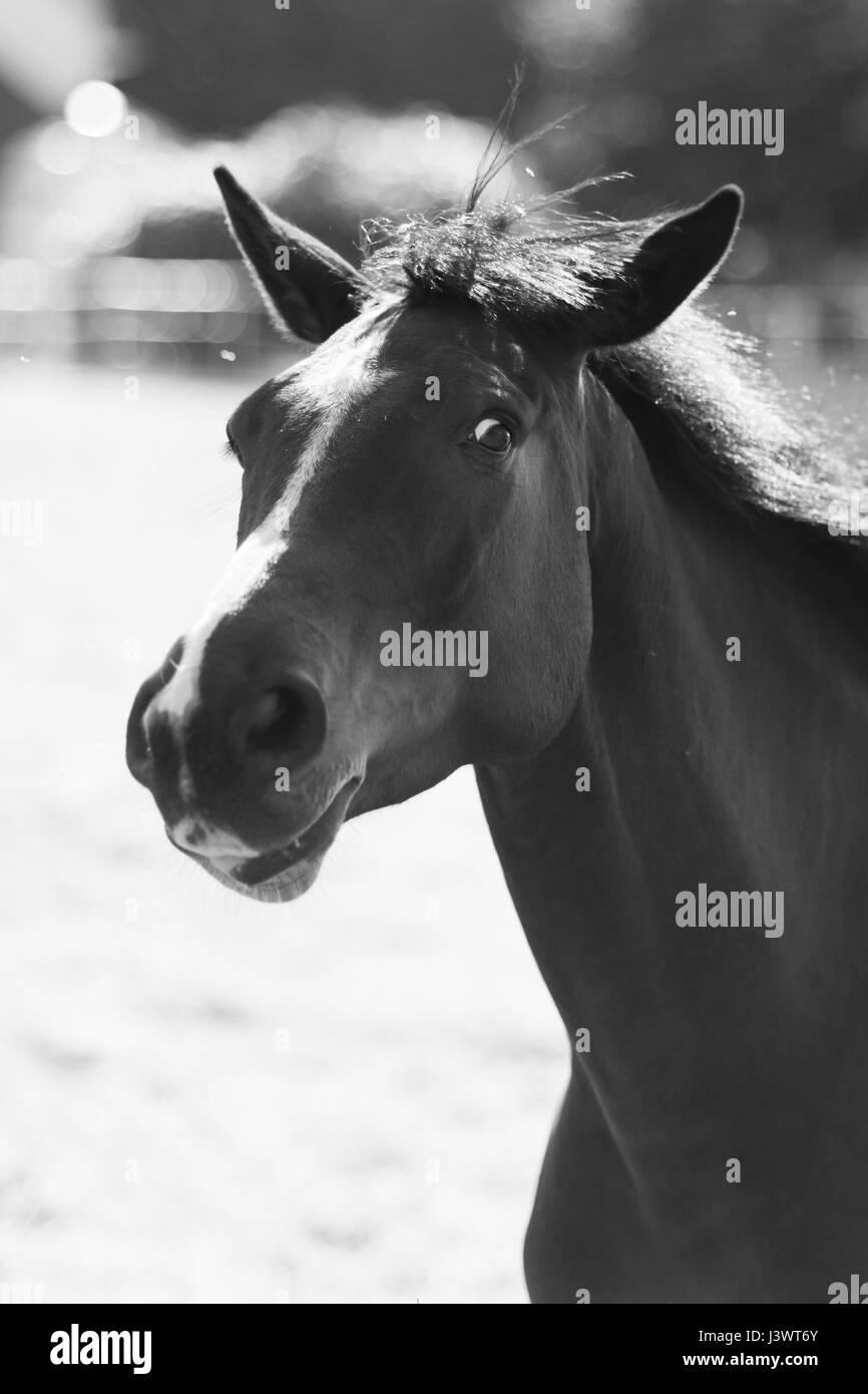 A Stunning horse taking a stroll in the field Stock Photo