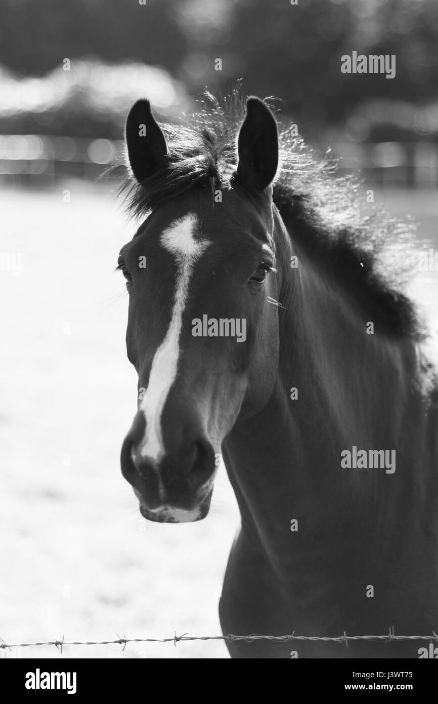 A Stunning horse taking a stroll in the field Stock Photo Alamy