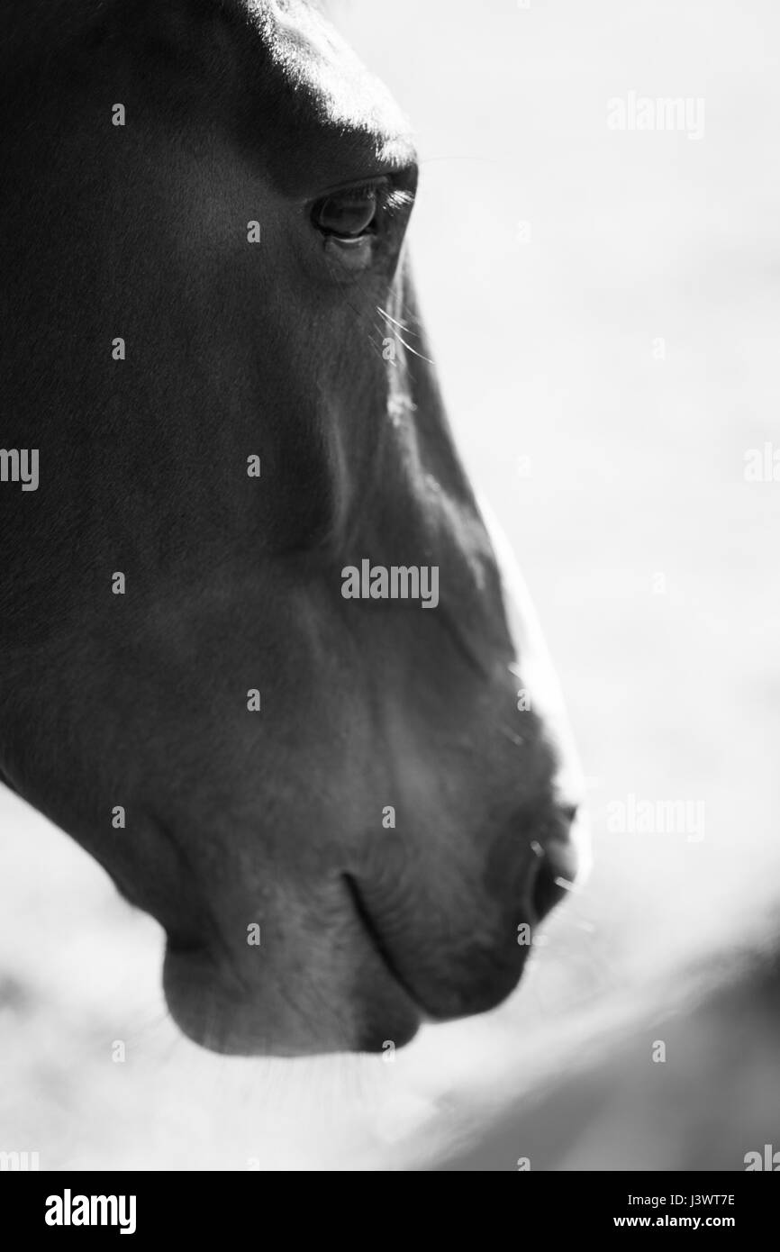 A Stunning horse taking a stroll in the field Stock Photo Alamy