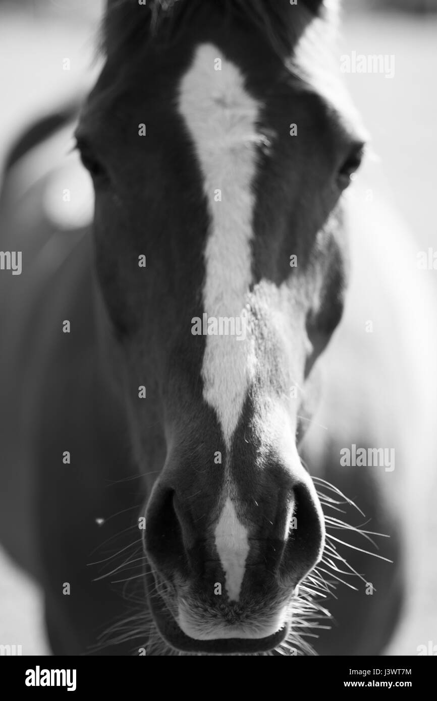 A Stunning horse taking a stroll in the field Stock Photo Alamy