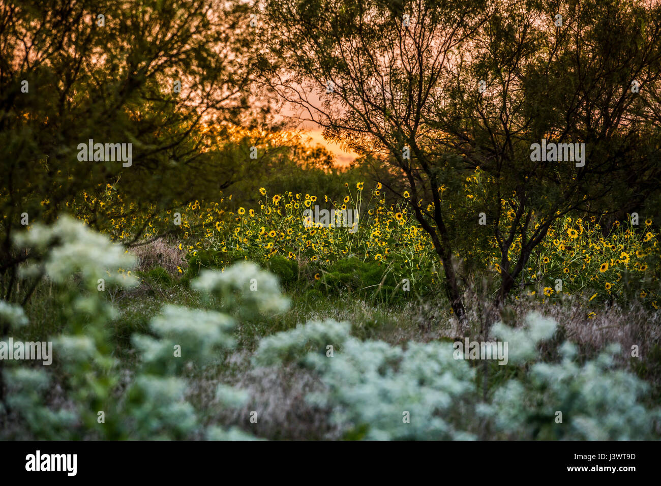 Texas Sunrise over Field of Sunflowers Stock Photo - Alamy