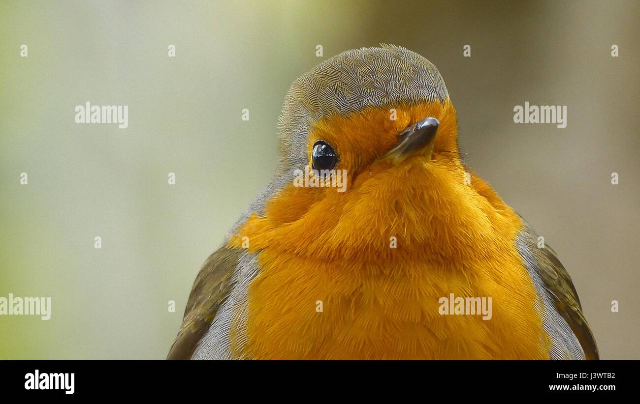 Red Breasted Robin Stock Photos & Red Breasted Robin Stock Images Alamy
