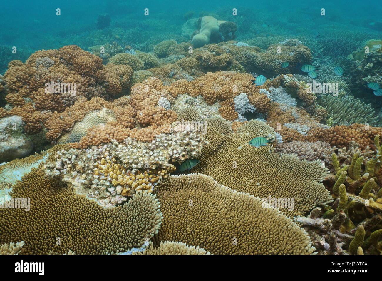 Underwater reef soft and stony corals on the ocean floor, lagoon of Grande-Terre island, New Caledonia, south Pacific Stock Photo