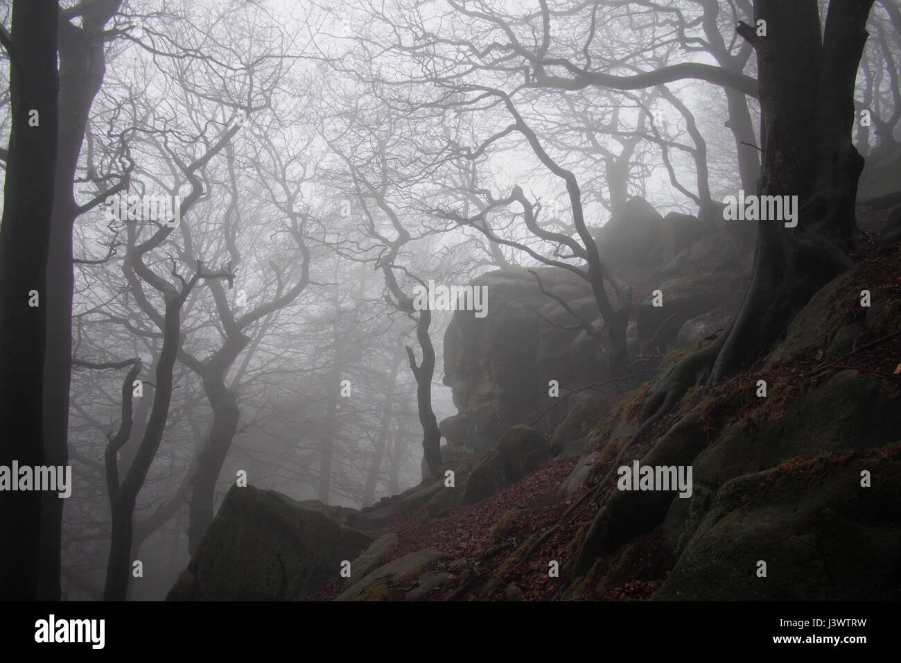 Spooky misty winter woodland scene at Hen Cloud in the Peak District, Derbyshire, England, Great Britain, United Kingdom UK Stock Photo