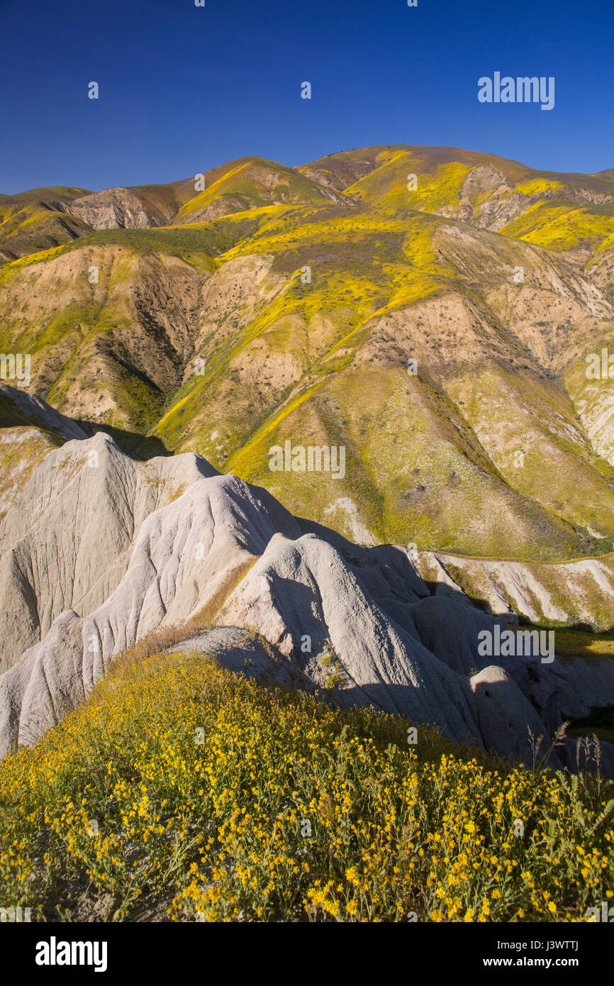 wildflowers in the Temblor Range, Carrizo Plains National Monument, California Stock Photo
