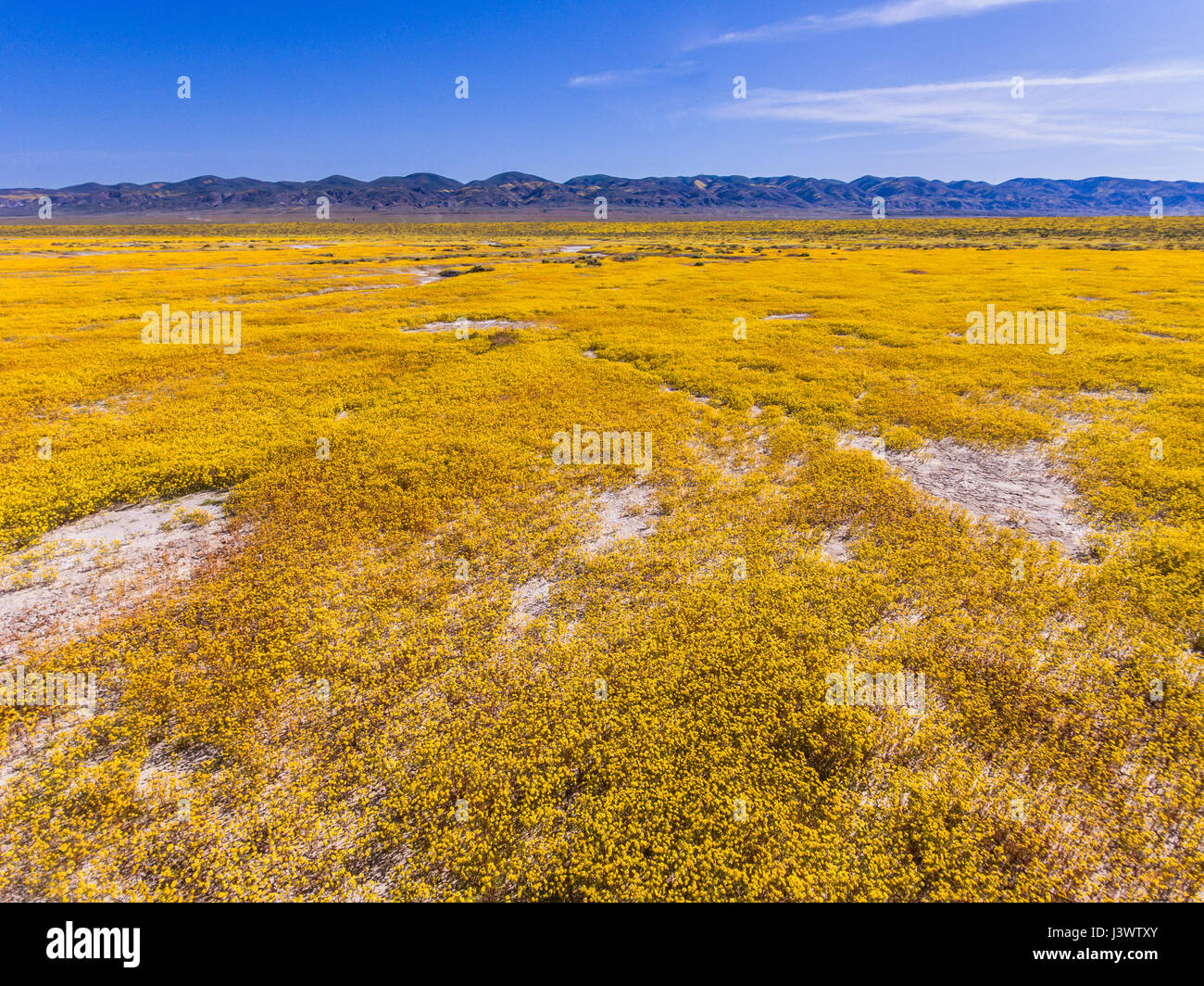 aerial of Soda Lake and goldfields in bloom, Carrizo Plains National Monument, California Stock Photo