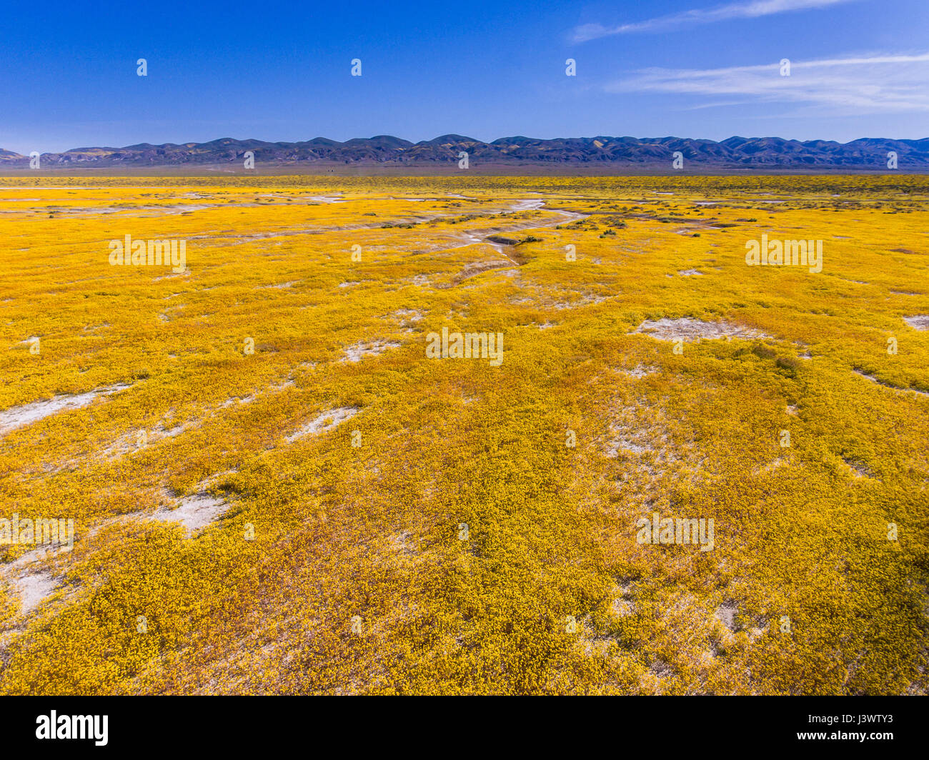aerial of Soda Lake and goldfields in bloom, Carrizo Plains National Monument, California Stock Photo