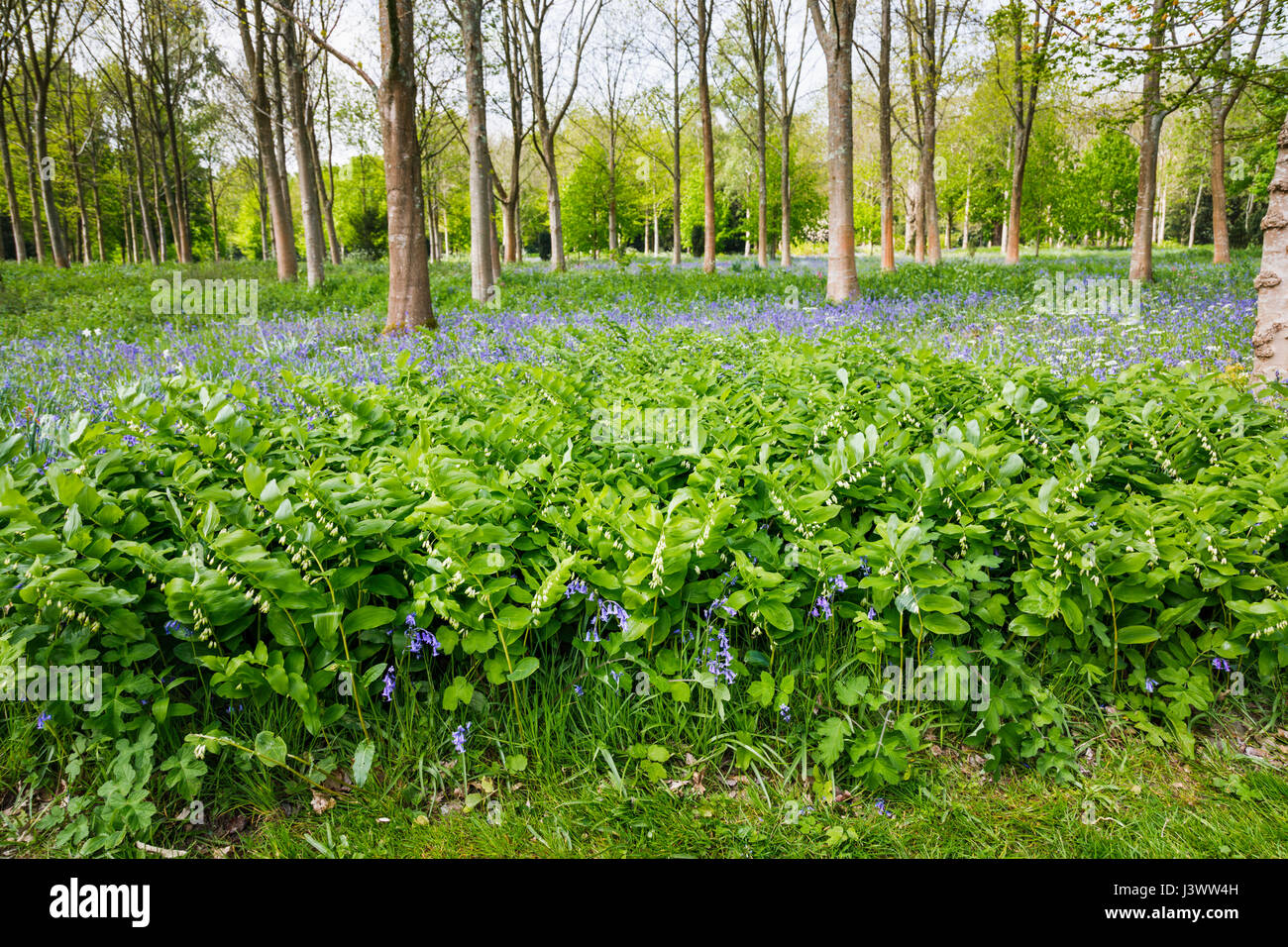 British wild flowers Spring flowering Solomon's seal (Polygonatum