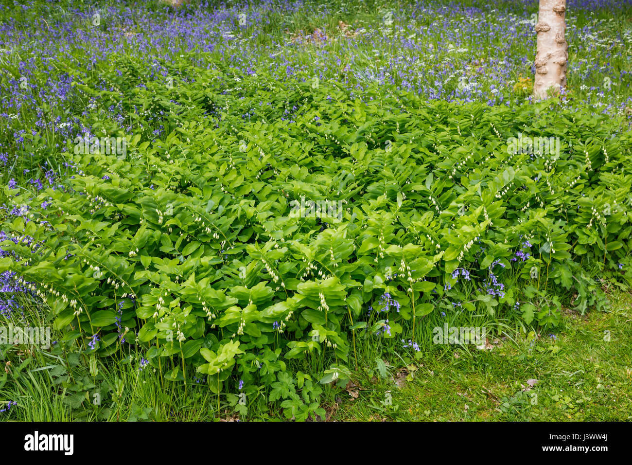 British wild flowers Spring flowering Solomon's seal (Polygonatum