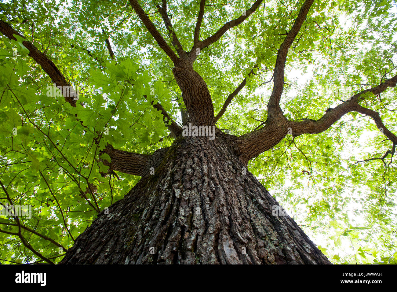 Plants Trees a mature oak tree in the Tidewater area of Virginia looking up the trunk of the tree Stock Photo