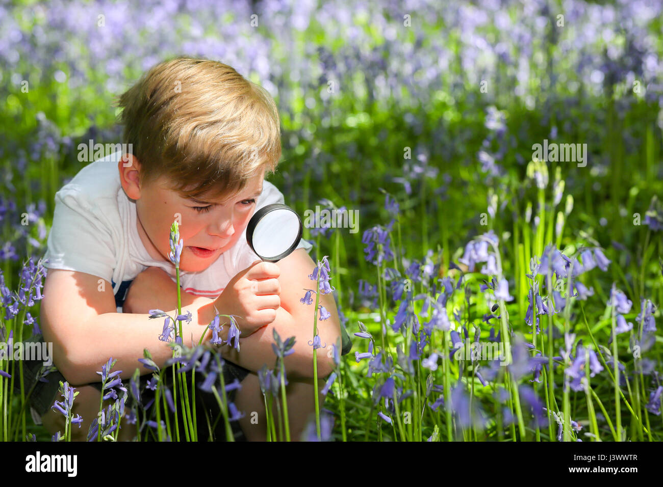 Dudley, West Midlands, UK, 07th May 2017.  The West Midlands basks in high temperatures   of 18deg as Alfie Fellows (7) looks for bumblebees with his magnifying glass amongst the bluebells in White Wood at Himley Hall and Bageridge Country Park in Dudley in the West Mdlands today. Picture by Shaun Fellows Stock Photo