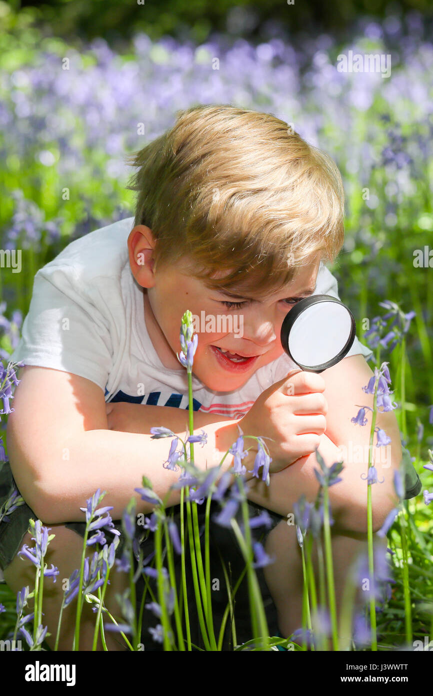 Dudley, West Midlands, UK, 07th May 2017.  The West Midlands basks in high temperatures   of 18deg as Alfie Fellows (7) looks for bumblebees with his magnifying glass amongst the bluebells in White Wood at Himley Hall and Bageridge Country Park in Dudley in the West Mdlands today. Picture by Shaun Fellows Stock Photo