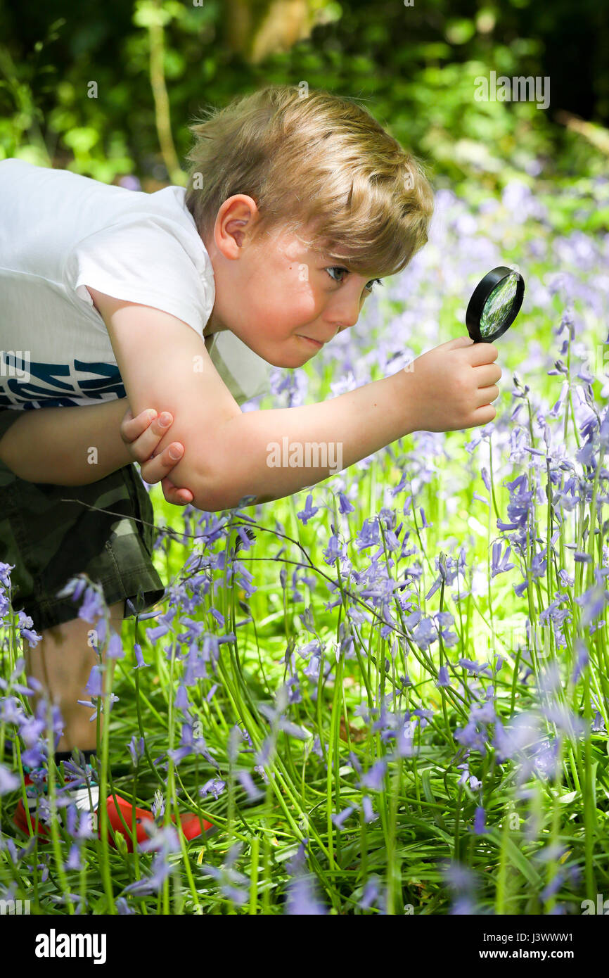 Dudley, West Midlands, UK, 07th May 2017.  The West Midlands basks in high temperatures   of 18deg as Alfie Fellows (7) looks for bumblebees with his magnifying glass amongst the bluebells in White Wood at Himley Hall and Bageridge Country Park in Dudley in the West Mdlands today. Picture by Shaun Fellows Stock Photo