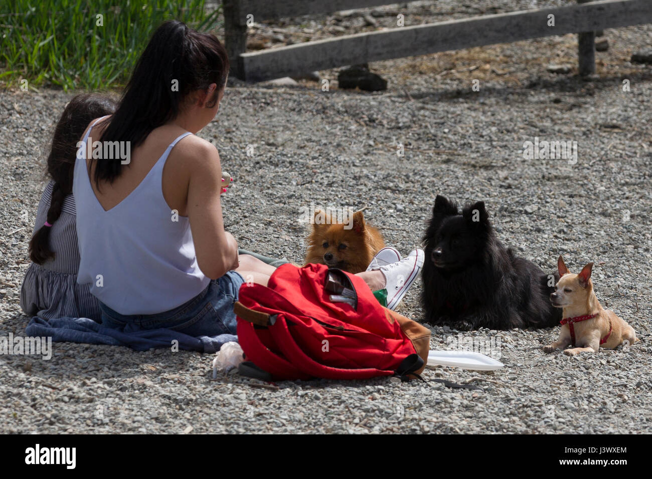 Cumbria UK 7th May 2017 Lake Windermere Cumbria Bowness on Windermere Sunny day Dogs also enjoy the weather © Gordon Shoosmith/Alamy Live News Stock Photo