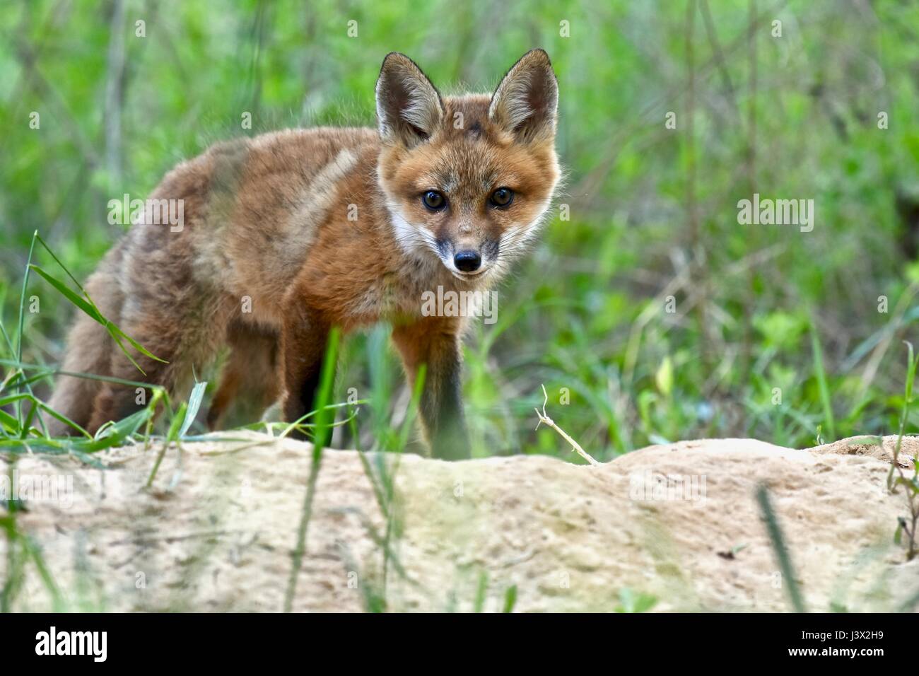 Red fox kit (Vulpes vulpes) playing outside its den on a warm spring day Stock Photo