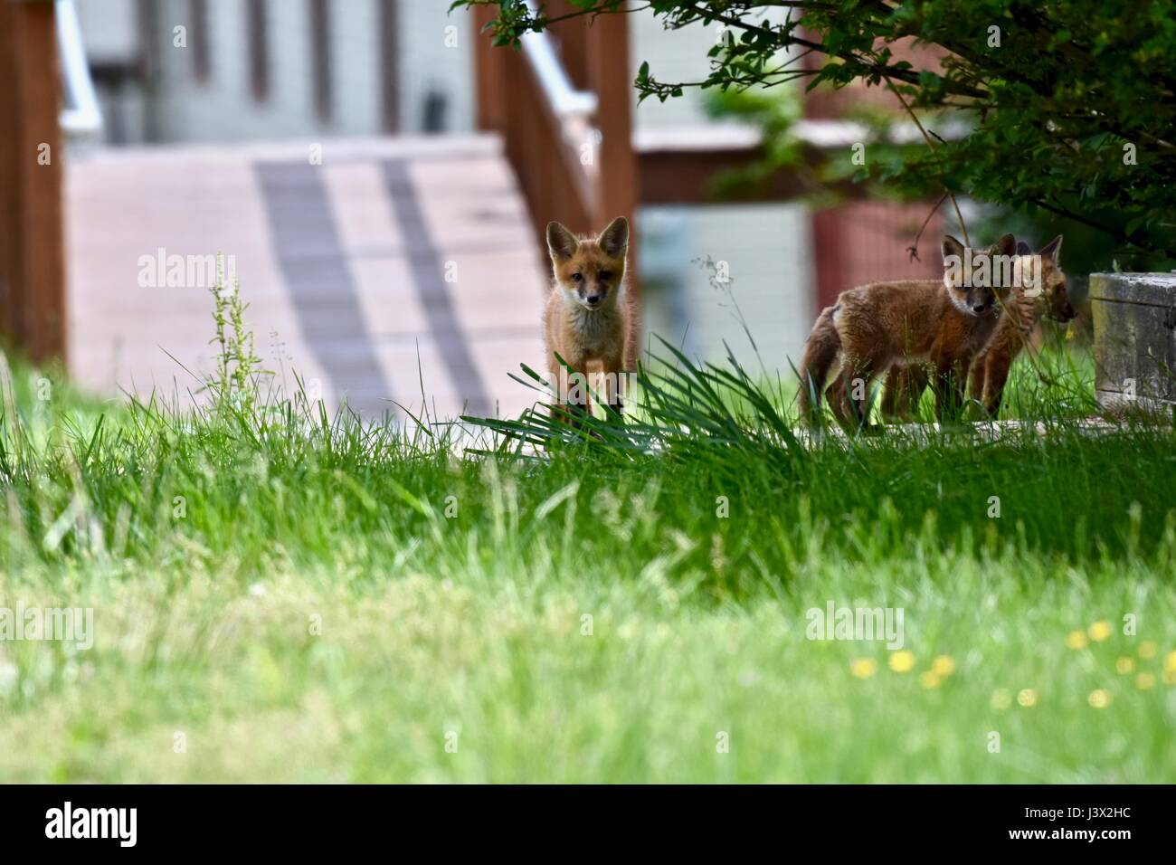 Maryland, USA. 7th May, 2017. Red fox kits (Vulpes vulpes) exploring a farm on a warm spring day. Credit: Jeramey Lende/Alamy Live News Stock Photo